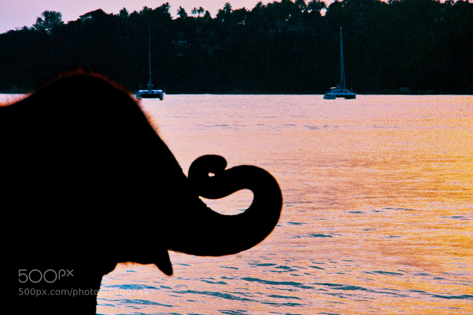 Canon EOS 450D (EOS Rebel XSi / EOS Kiss X2) sample photo. Baby elephant on the photography