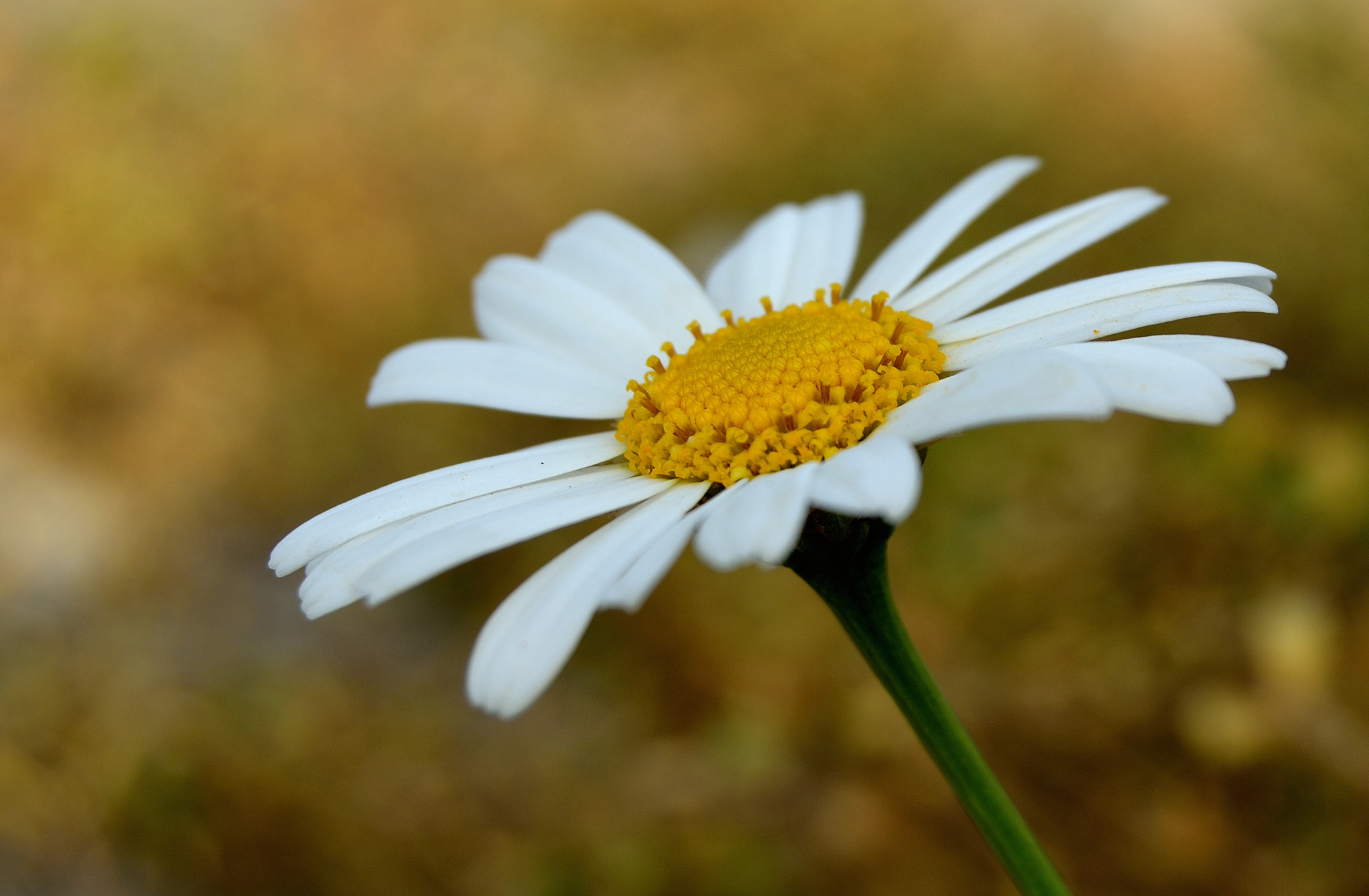 Nikon D5200 sample photo. You're like a daisy white and slim photography