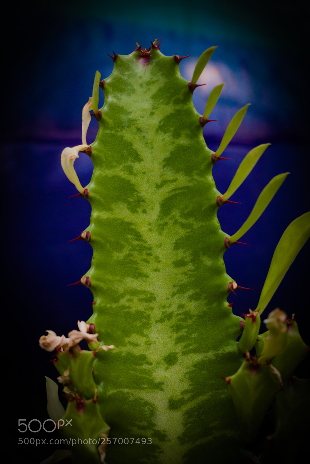 Canon EOS 80D sample photo. Thorny green plant photography