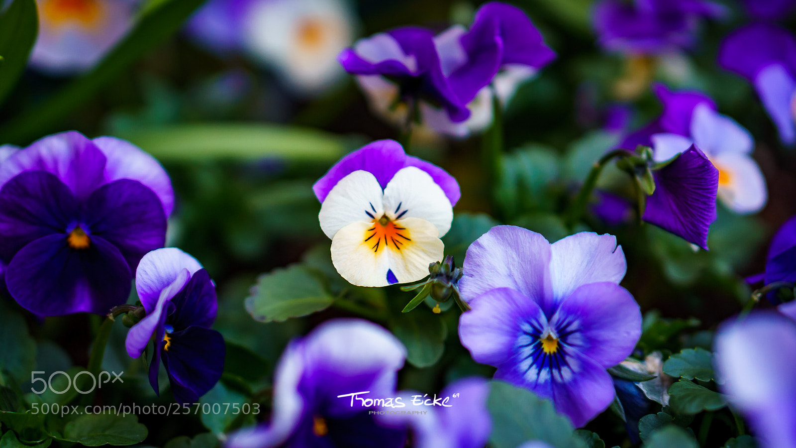 Sony a6000 sample photo. Dsc photography