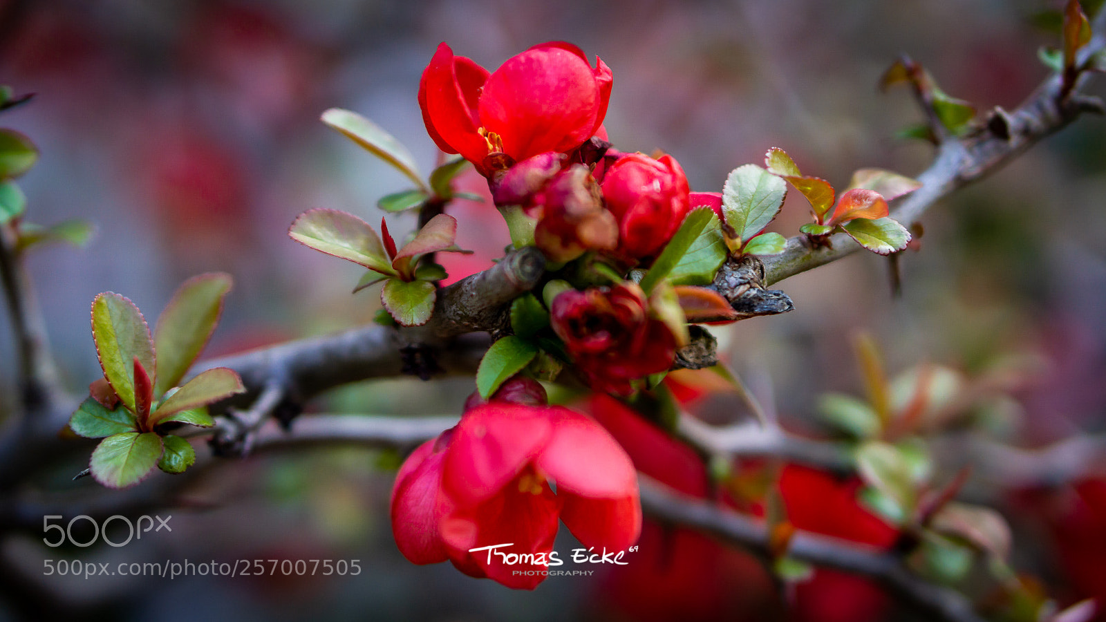 Sony a6000 sample photo. Dsc photography