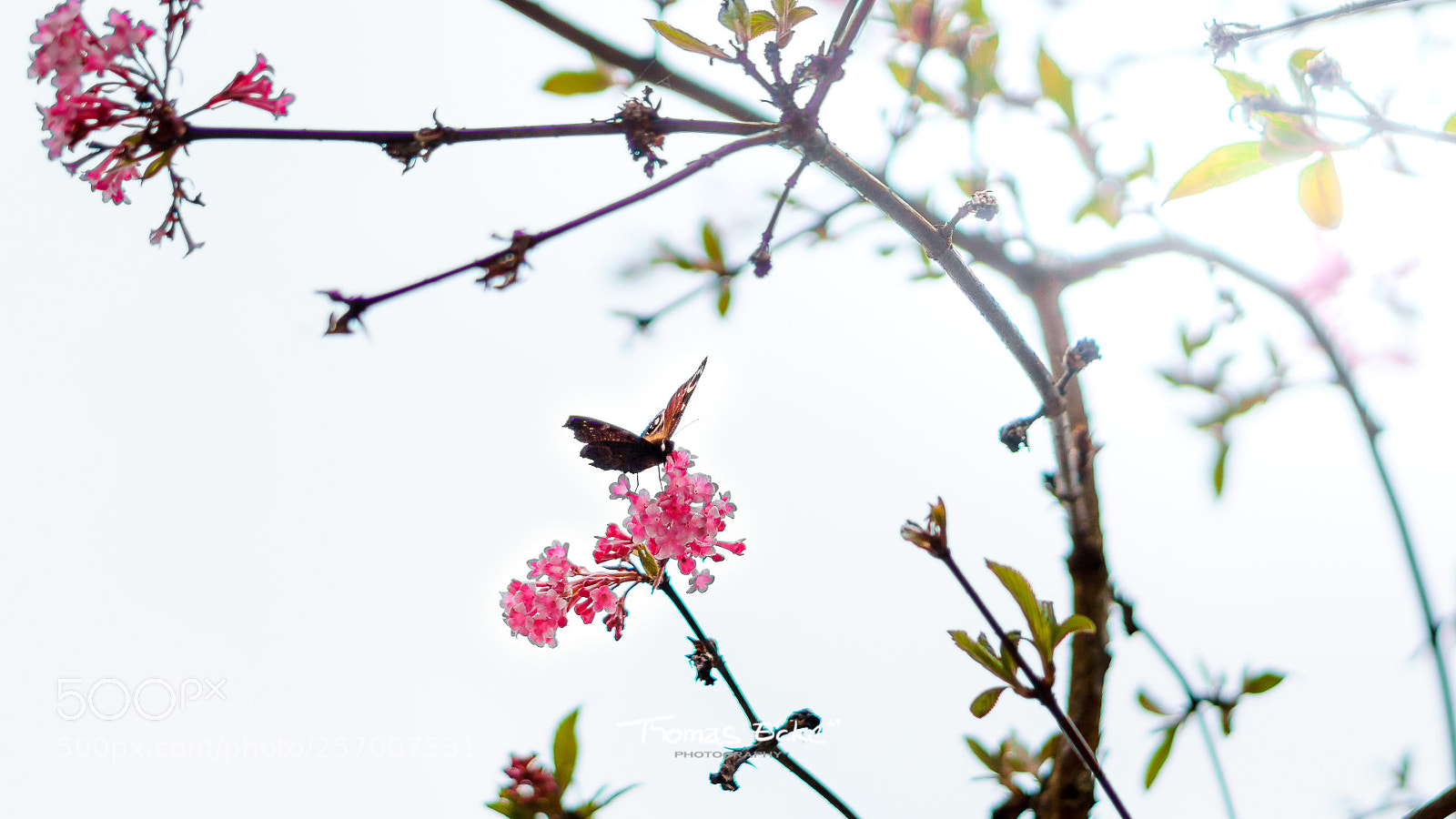 Sony a6000 sample photo. Dsc photography