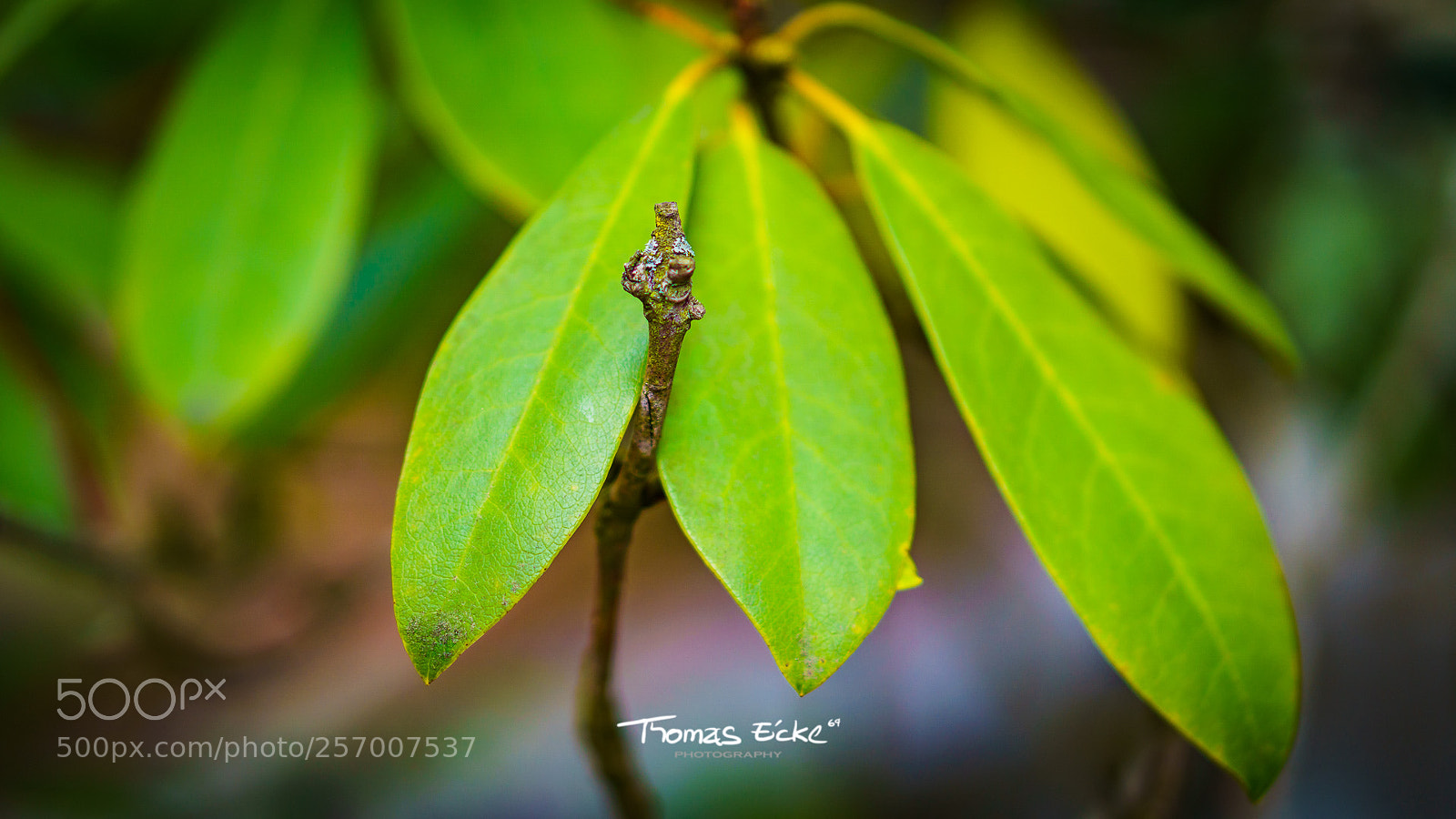 Sony a6000 sample photo. Dsc photography