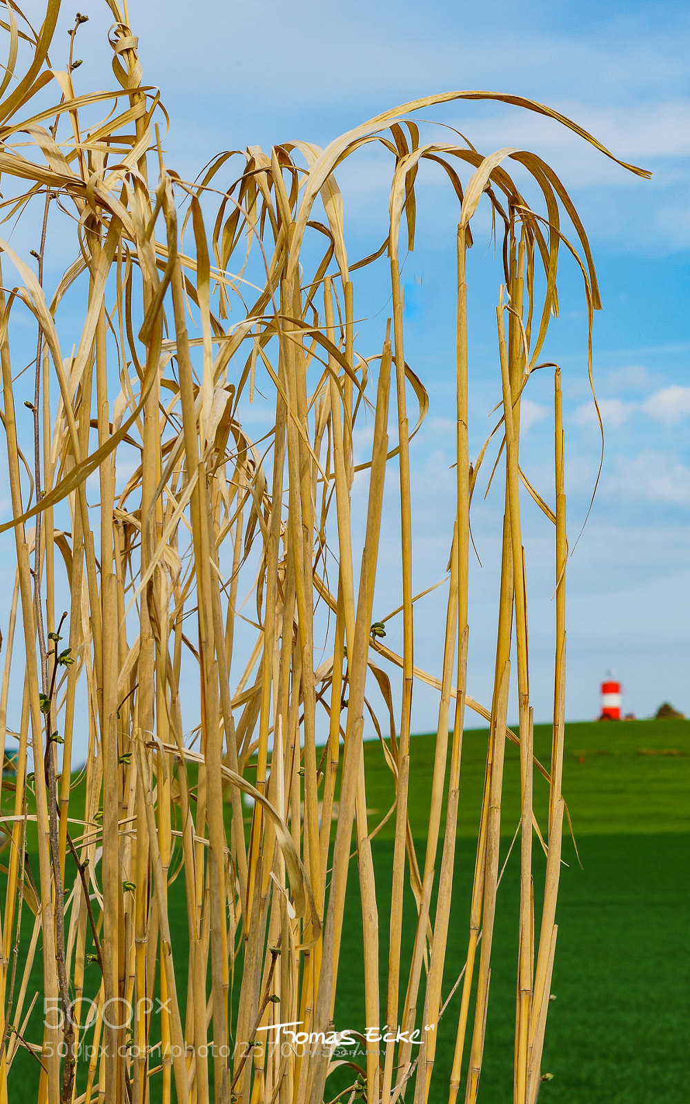Sony a6000 sample photo. Dsc photography