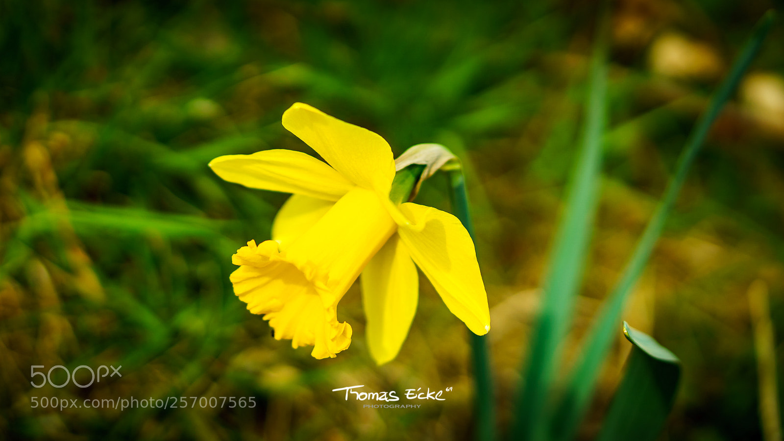 Sony a6000 sample photo. Dsc photography