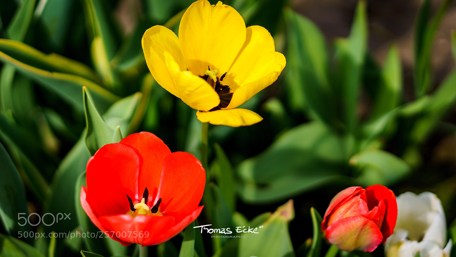 Sony a6000 sample photo. Dsc photography