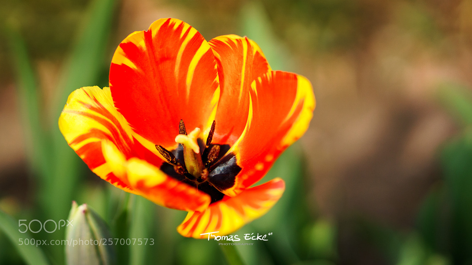 Sony a6000 sample photo. Dsc photography
