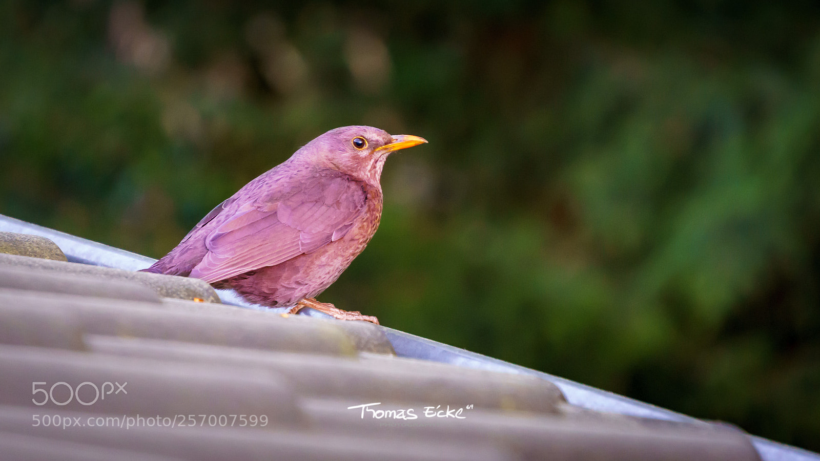 Sony a6000 sample photo. Dsc photography