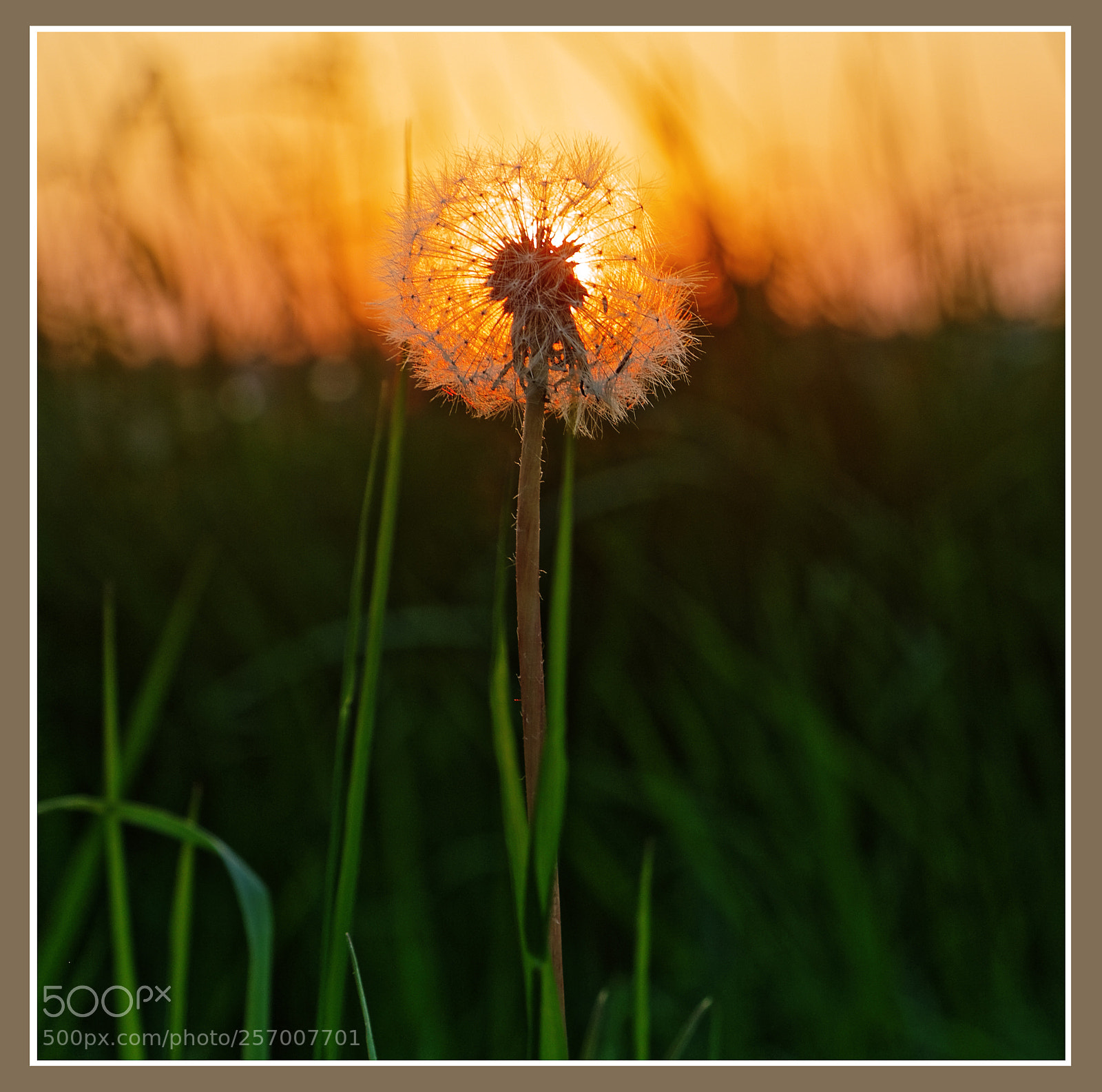 Canon EOS 6D sample photo. Dandelion at sunset photography
