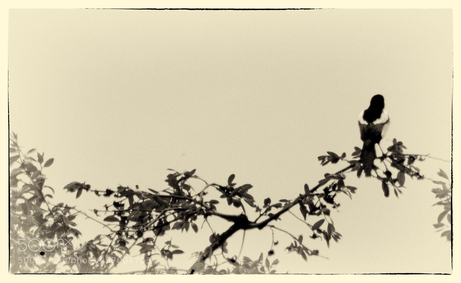 Nikon D5200 sample photo. 作画 photography