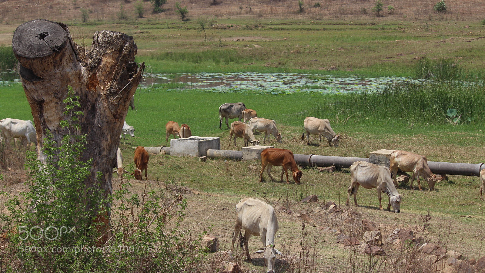 Canon EF-S 55-250mm F4-5.6 IS II sample photo. Ms photography photography