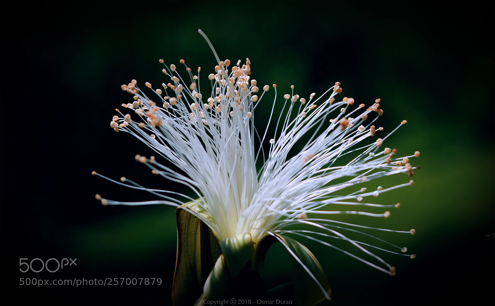 Nikon D200 sample photo. Shaving brush tree photography