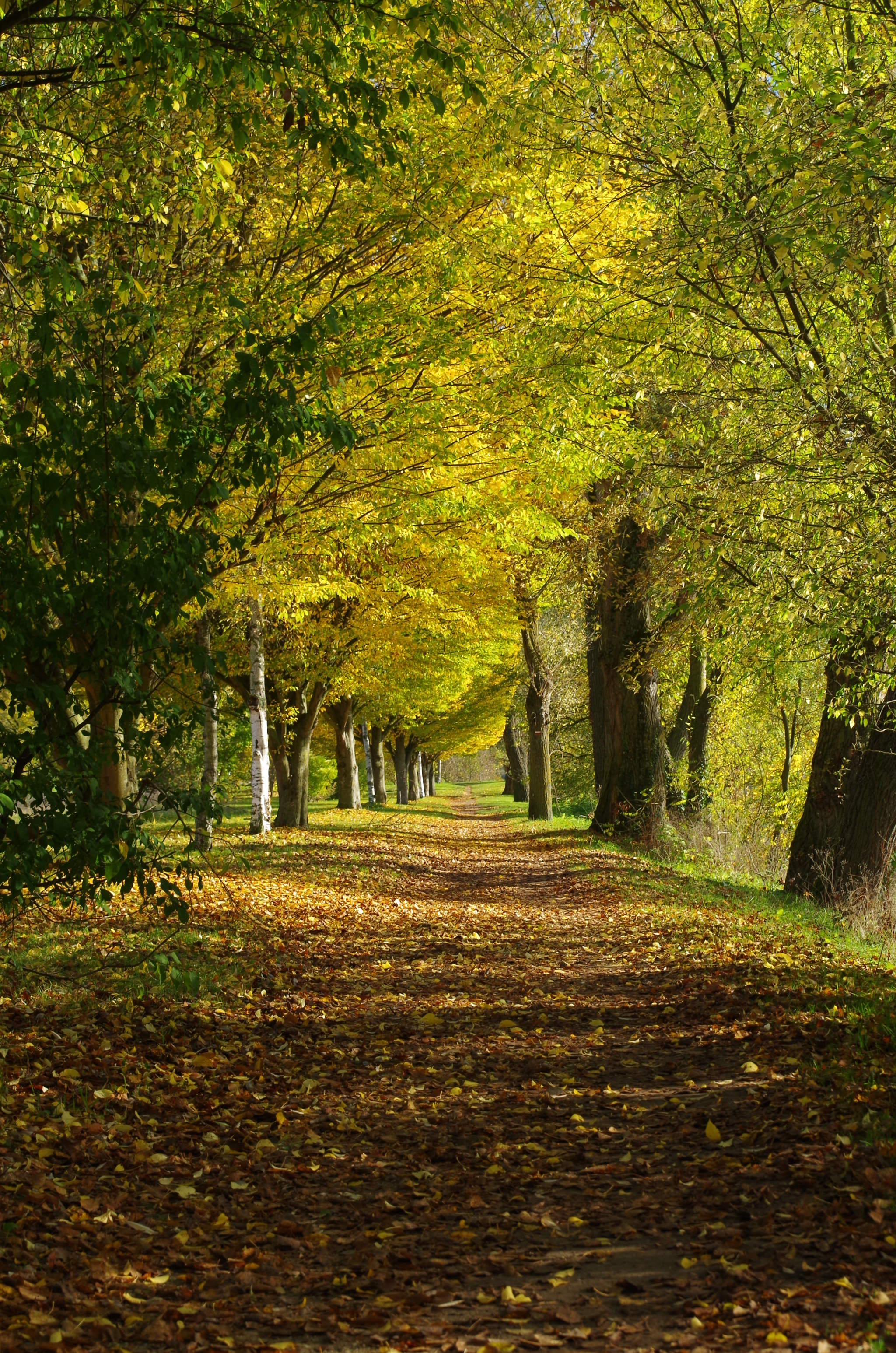 Pentax smc DA 18-270mm F3.5-6.3 ED SDM sample photo. Allée sous les arbres photography