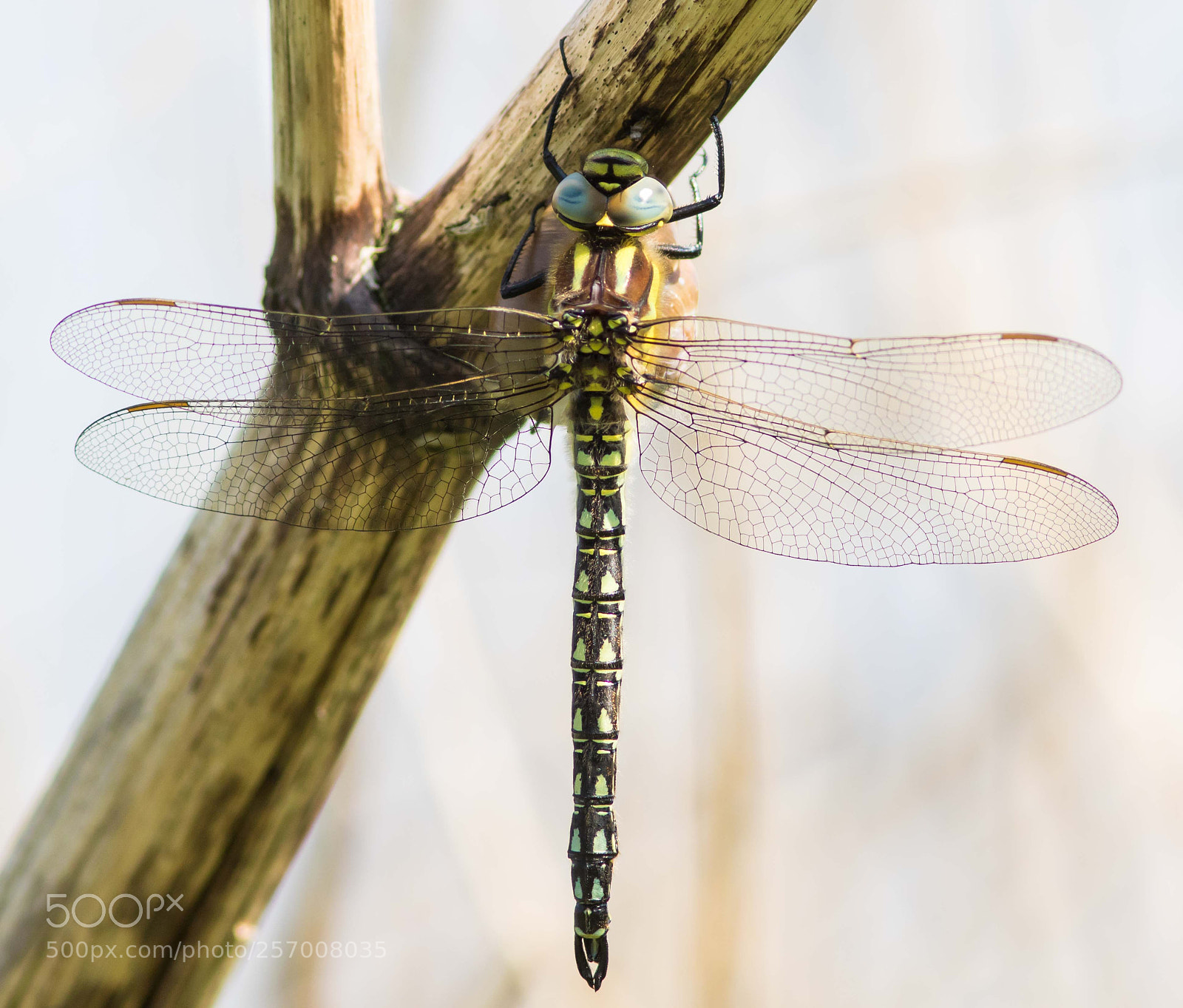 Canon EOS 7D Mark II sample photo. Hairy hawker photography