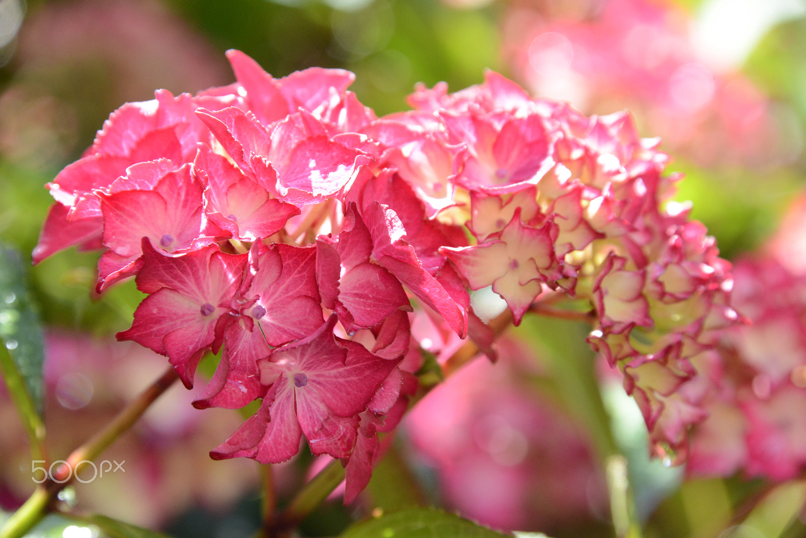 Nikon D800 sample photo. Flowers photography