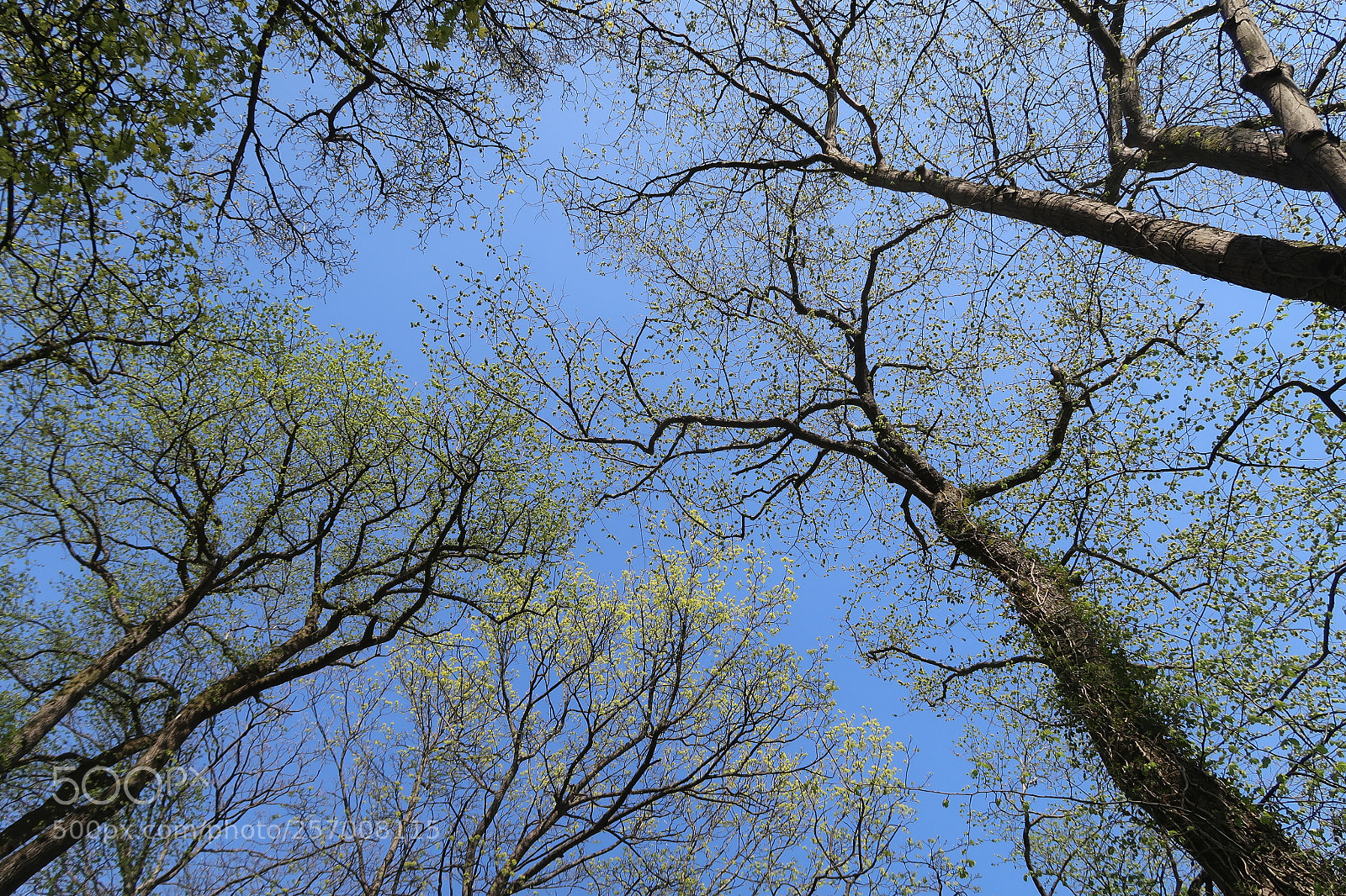 Canon PowerShot G7 X Mark II sample photo. Spring in the air photography