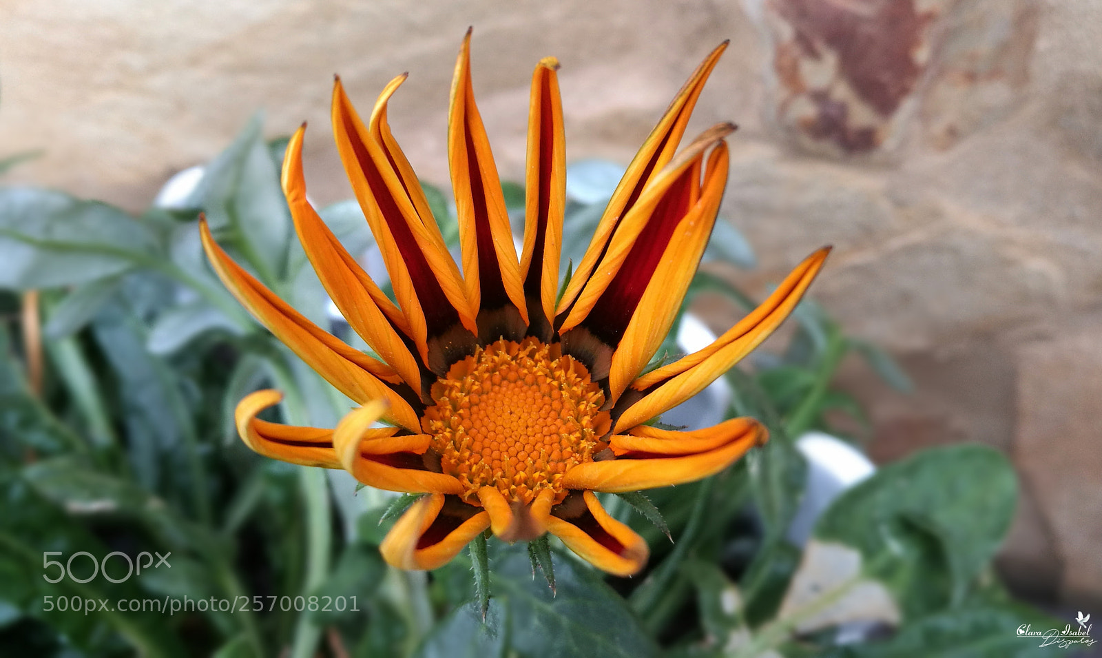 HUAWEI P9 Plus sample photo. Caricias al viento. photography