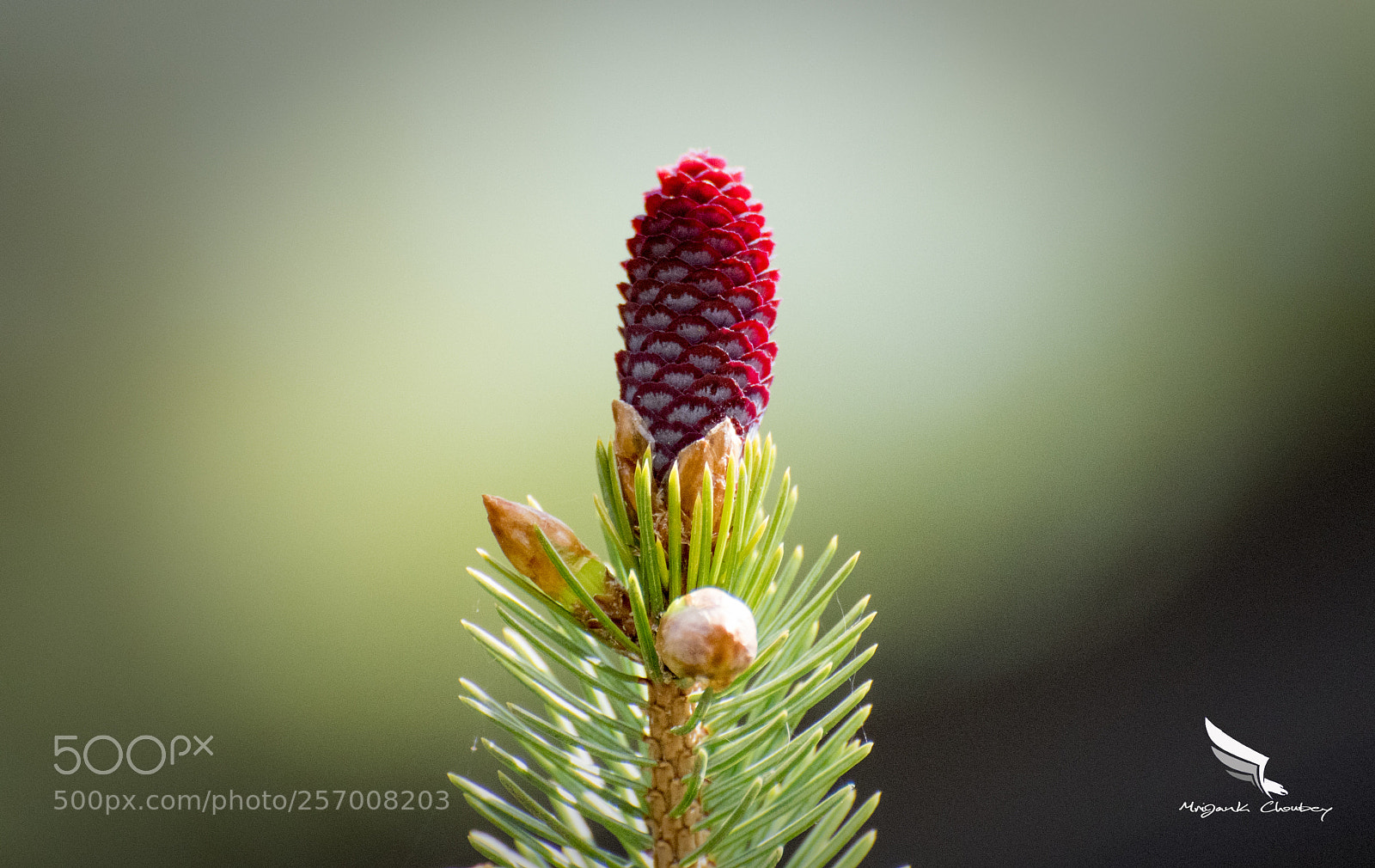 Nikon D750 sample photo. Pine cone photography