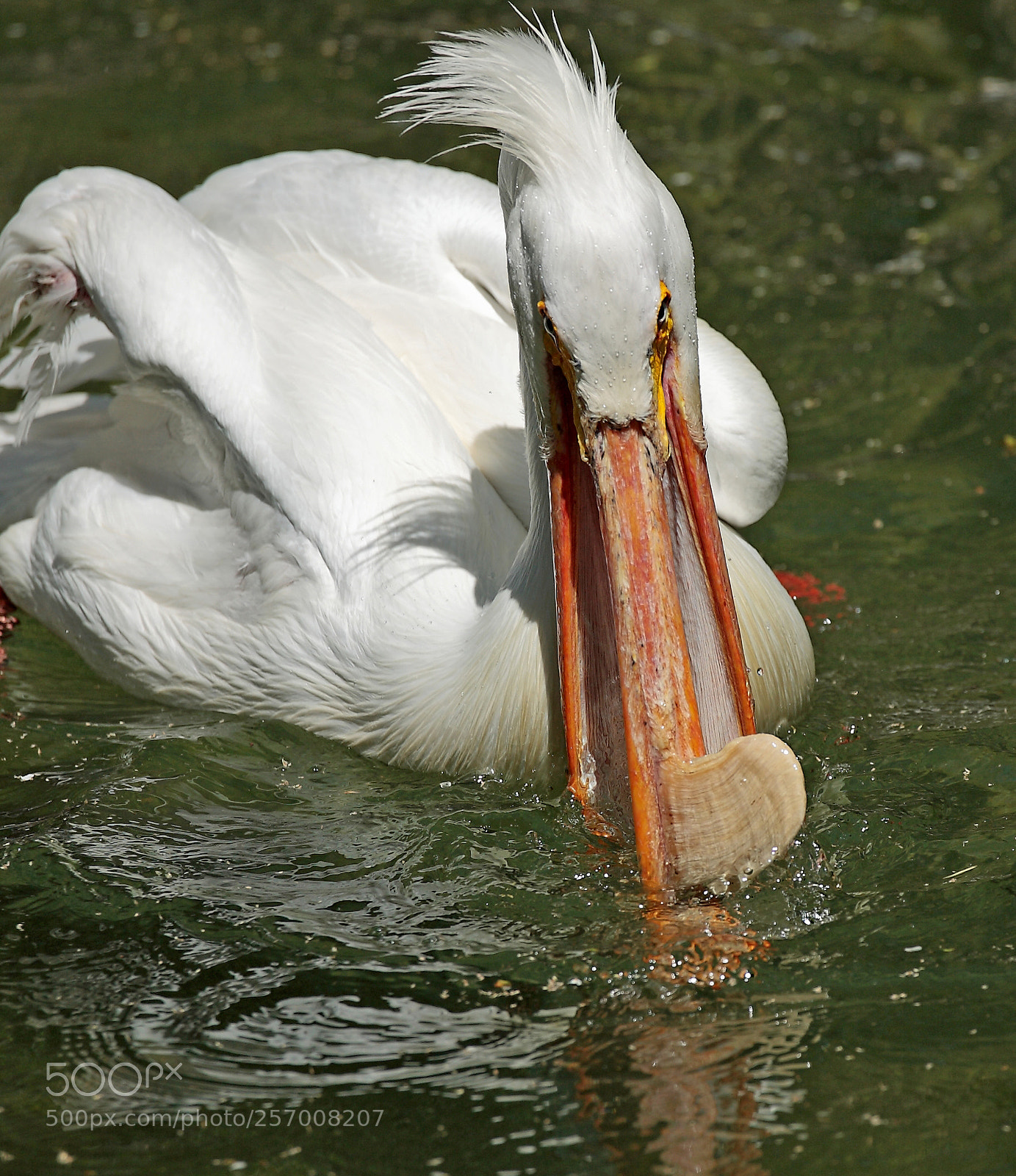 Canon EOS-1D Mark II N sample photo. Filling the beak photography