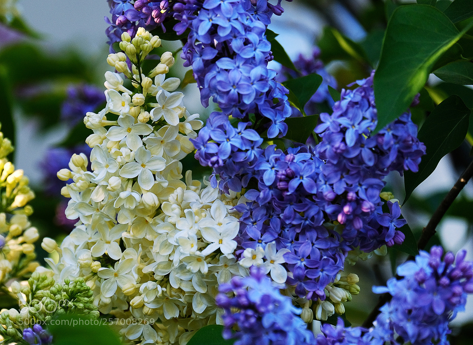 Fujifilm X-T20 sample photo. Inflorescences of white and photography