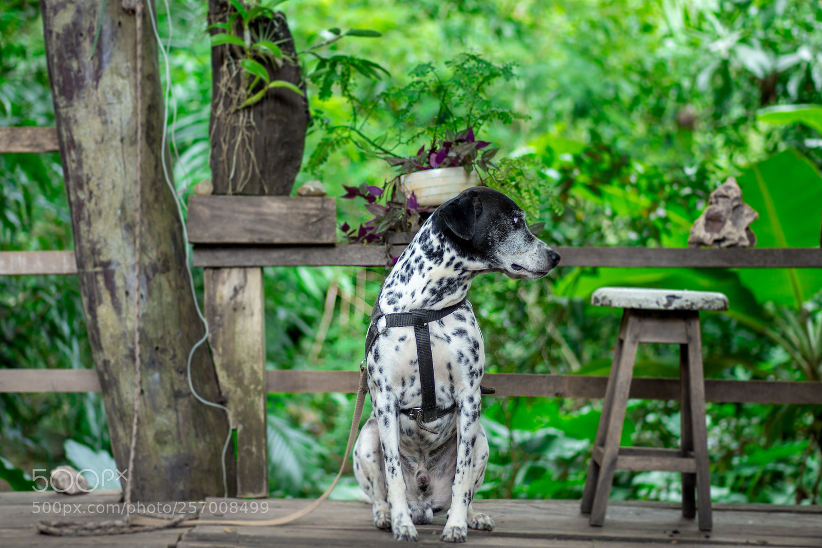 Canon EOS 700D (EOS Rebel T5i / EOS Kiss X7i) sample photo. Num quintal simples de photography