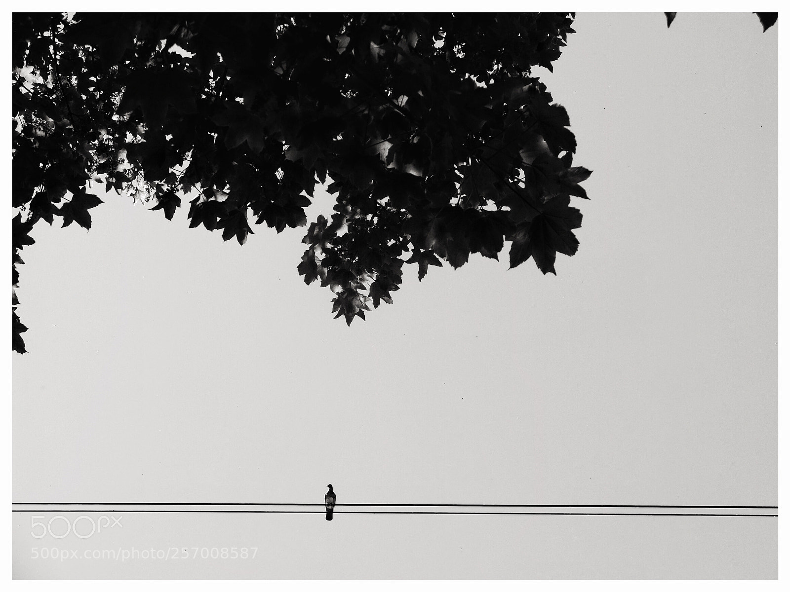 Fujifilm X10 sample photo. Birdie in the sky photography