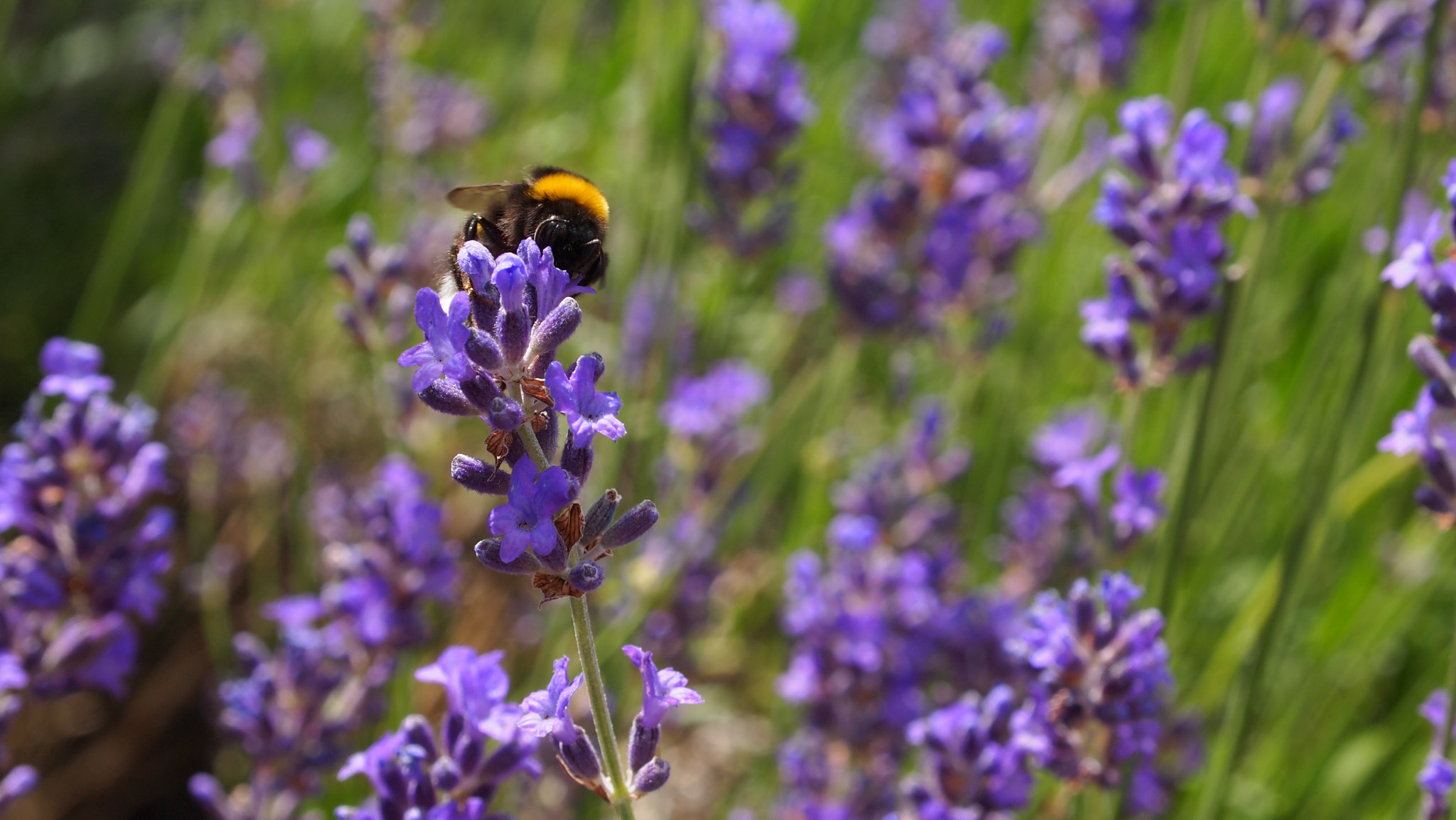 Olympus PEN E-PL1 sample photo. Bee and lavender photography
