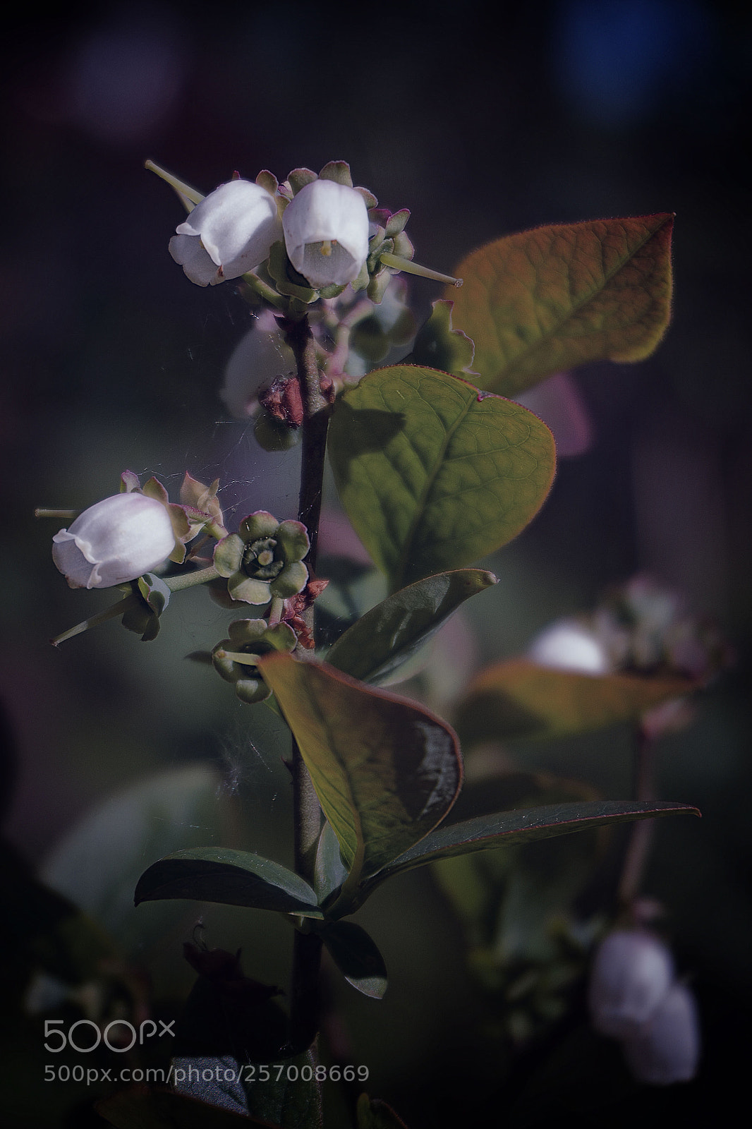 Sony a6300 sample photo. Vaccinium corymbosum photography
