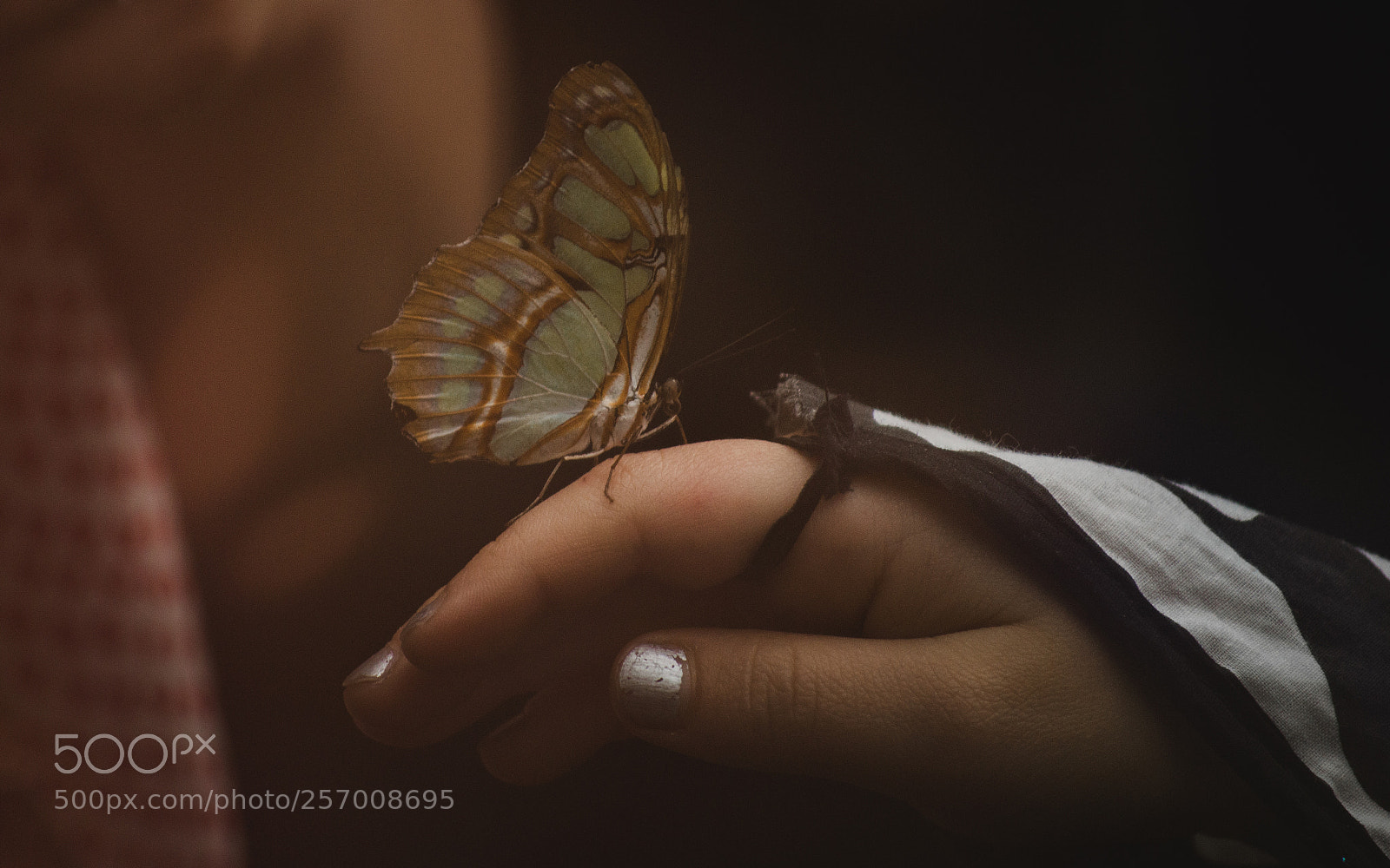 Nikon D3200 sample photo. Papillon et nous photography