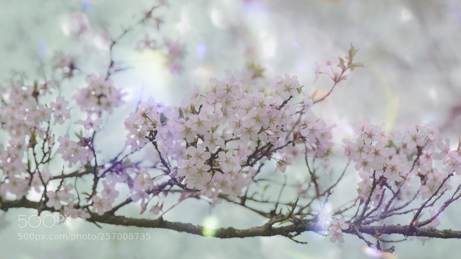 Nikon D800 sample photo. Wild cherry photography