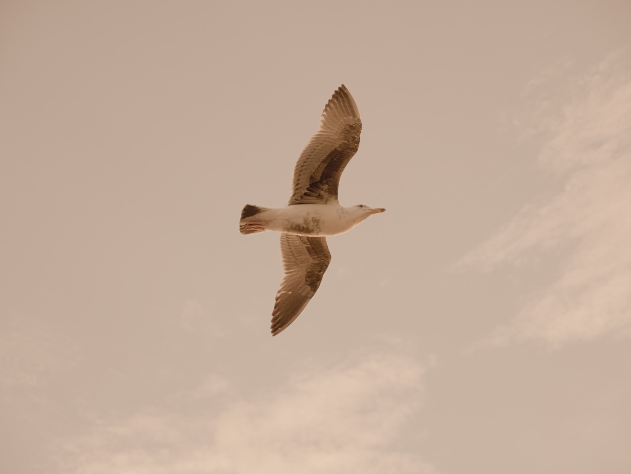 Panasonic Lumix DMC-G85 (Lumix DMC-G80) sample photo. Airborne photography