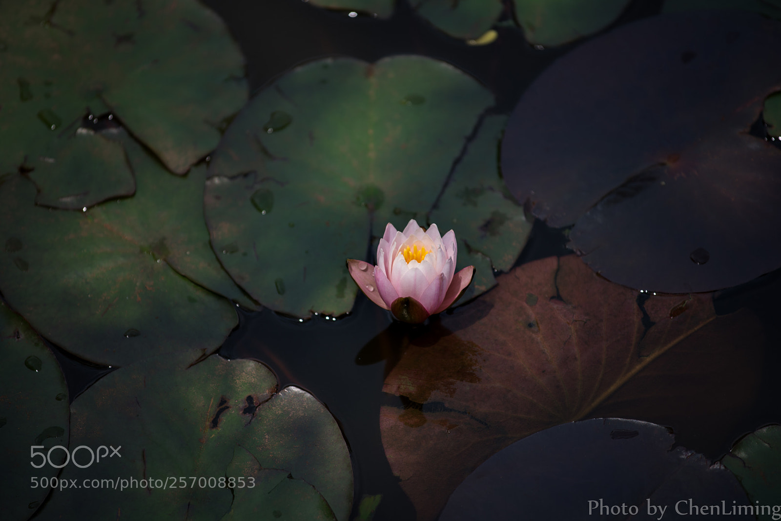 Nikon D750 sample photo. Lutos photography