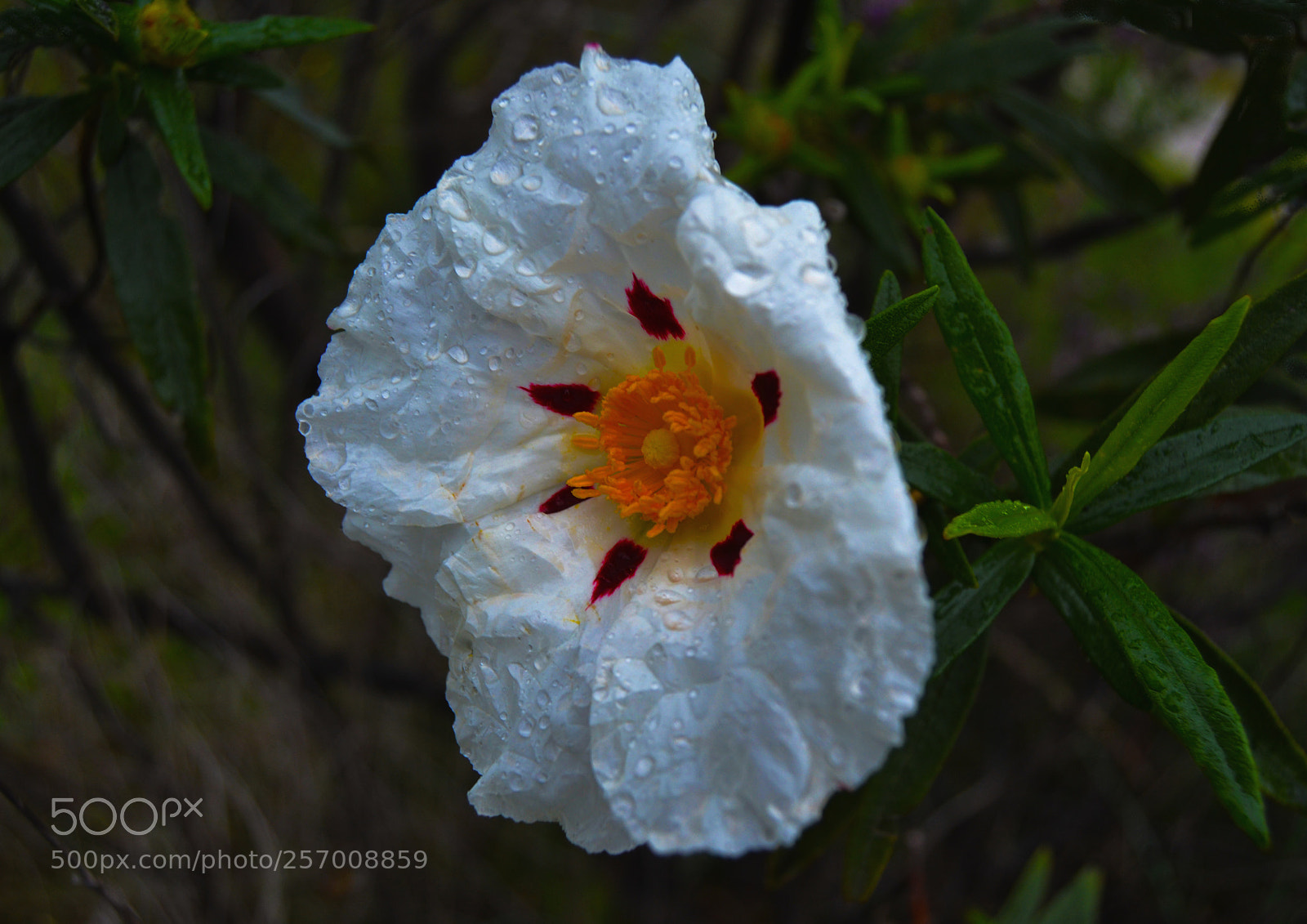 Nikon D3100 sample photo. Flor de jara pringosa photography