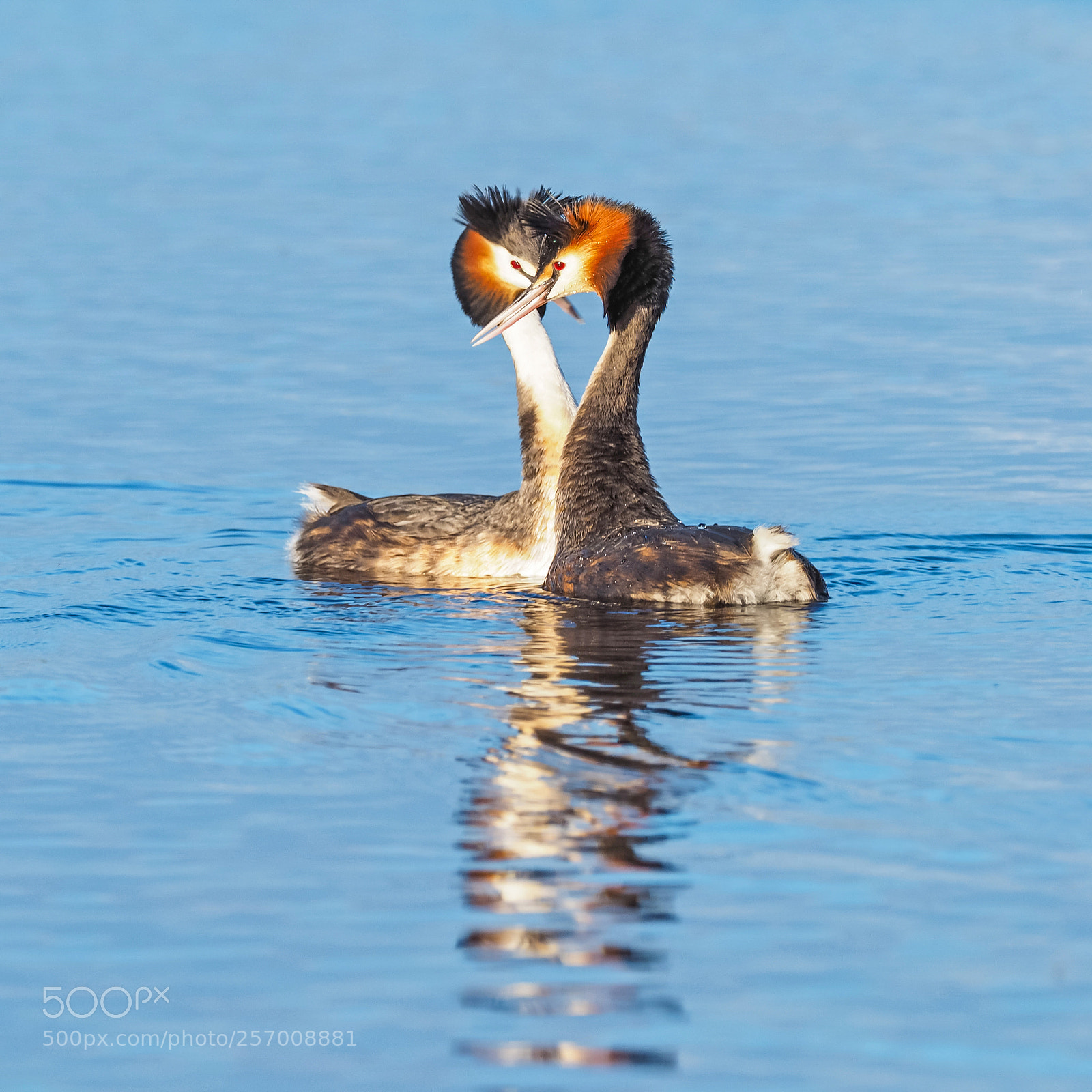 Olympus OM-D E-M1 sample photo. Great crested grebes photography