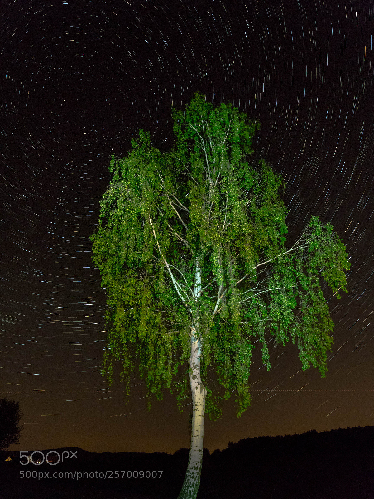 Olympus OM-D E-M5 II sample photo. Tree at night with photography