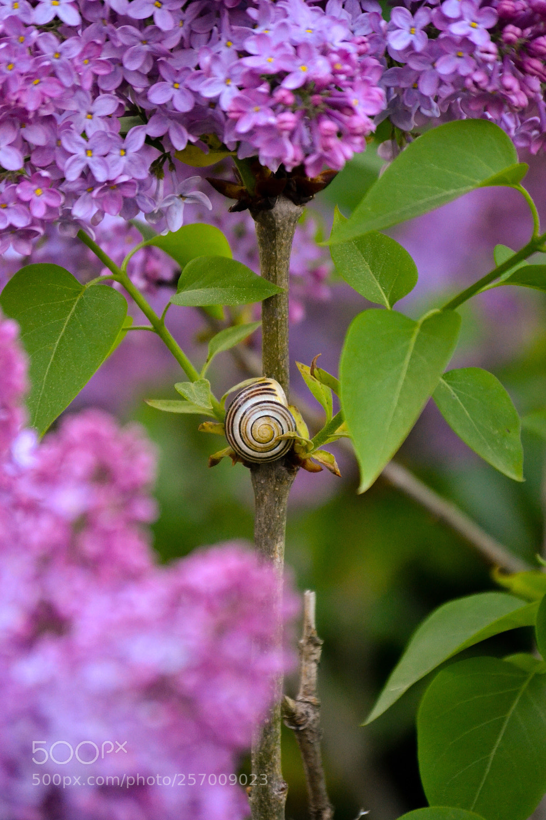 Nikon D3100 sample photo. Lilac  photography
