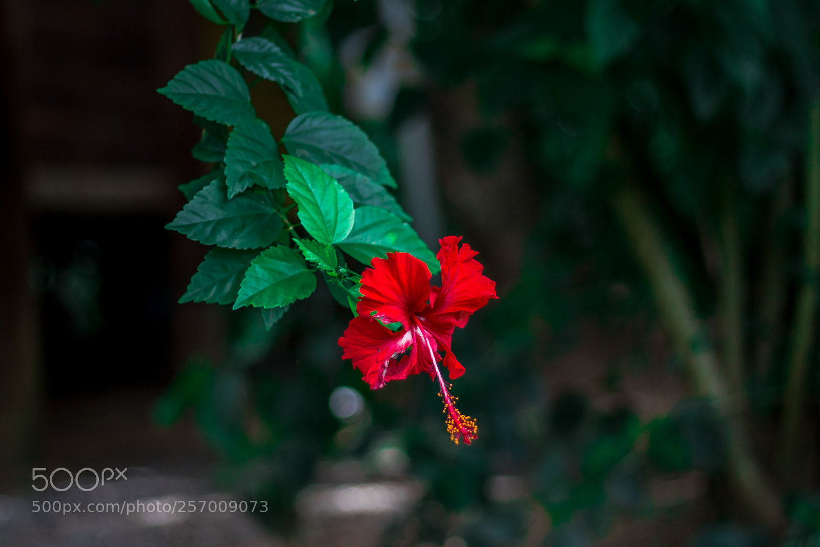 Canon EOS 700D (EOS Rebel T5i / EOS Kiss X7i) sample photo. Hibiscus! photography