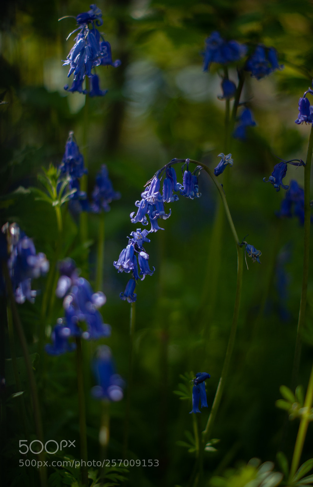 Sony Alpha DSLR-A200 sample photo. Blue frame photography