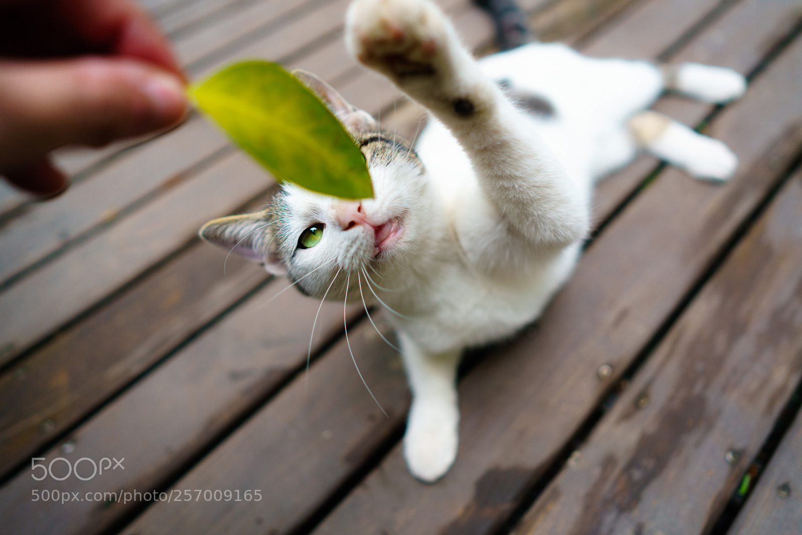 Sony a7R III sample photo. Cat photography