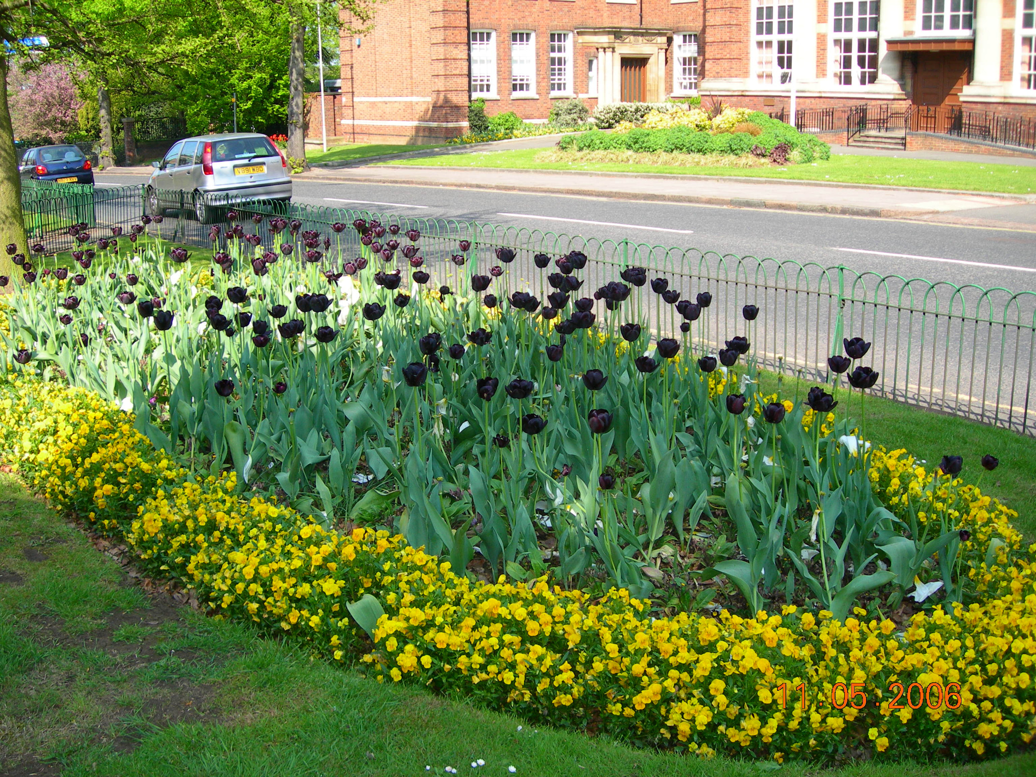 Nikon E7600 sample photo. Tulips in england photography
