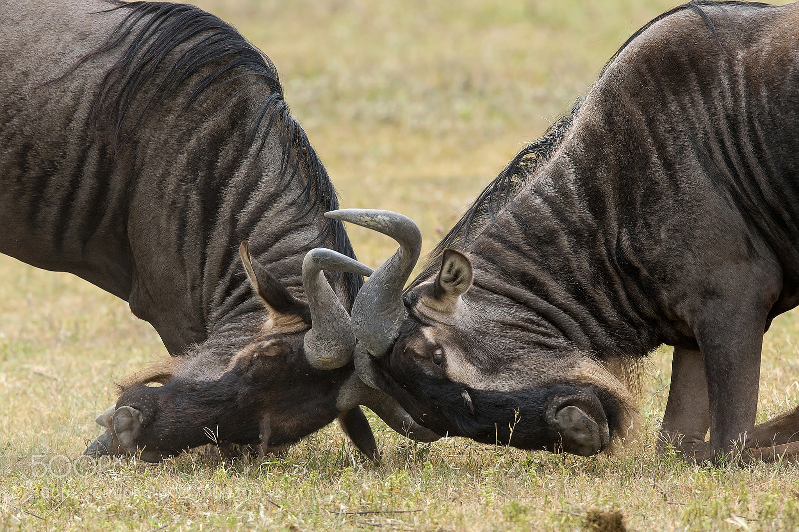 Canon EOS-1D X sample photo. Fight or play?... photography