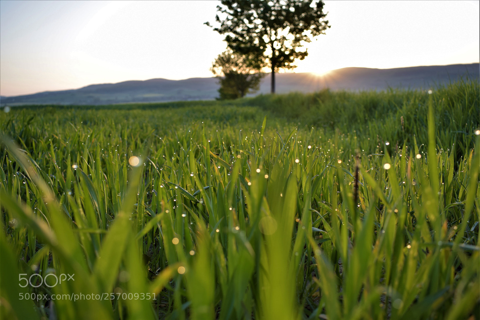 Nikon D5300 sample photo. Grass in sunrise photography