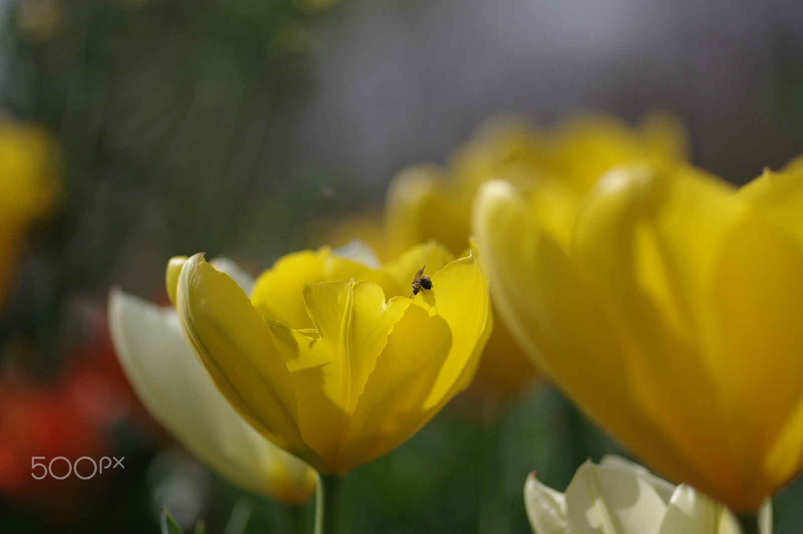 Pentax K-3 II + Pentax smc D-FA 100mm F2.8 Macro WR sample photo. Ready for the big jump photography