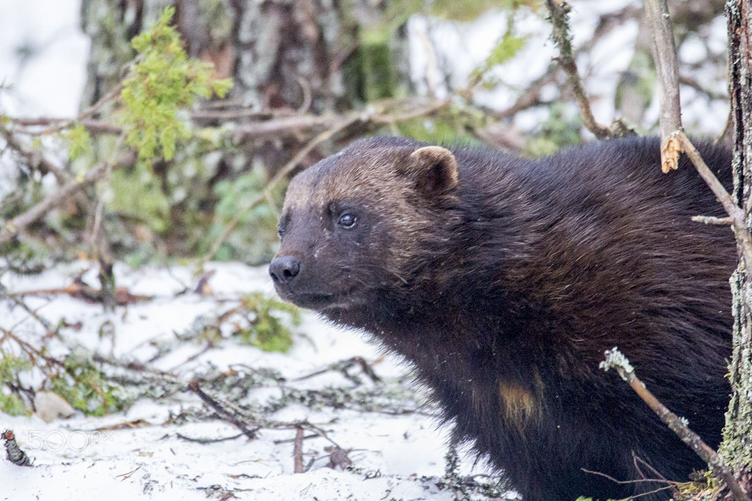 Canon EOS 60D sample photo. Bear, wolverine photography