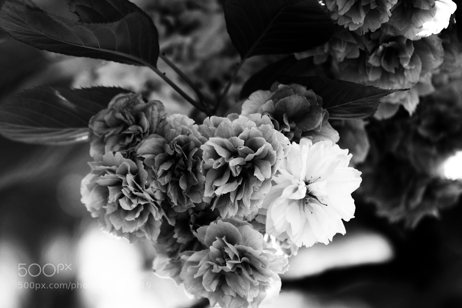 Nikon D3300 sample photo. Some flowers photography
