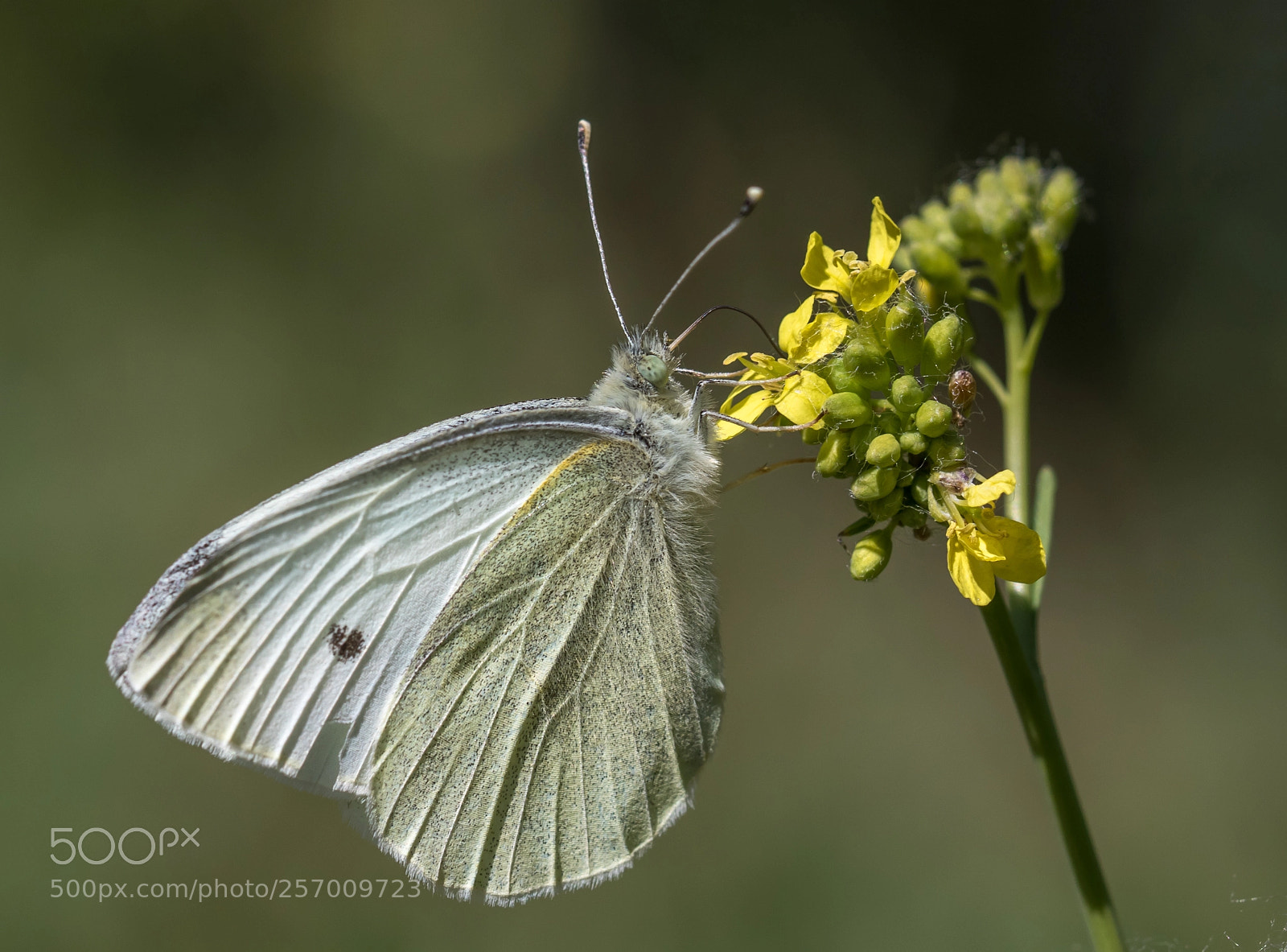 Canon EOS 7D Mark II sample photo. Butterfly photography