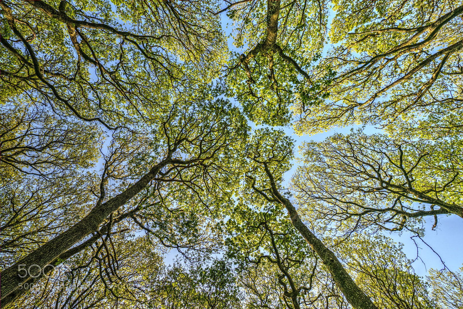 Nikon D3300 sample photo. A vibrant trees photography