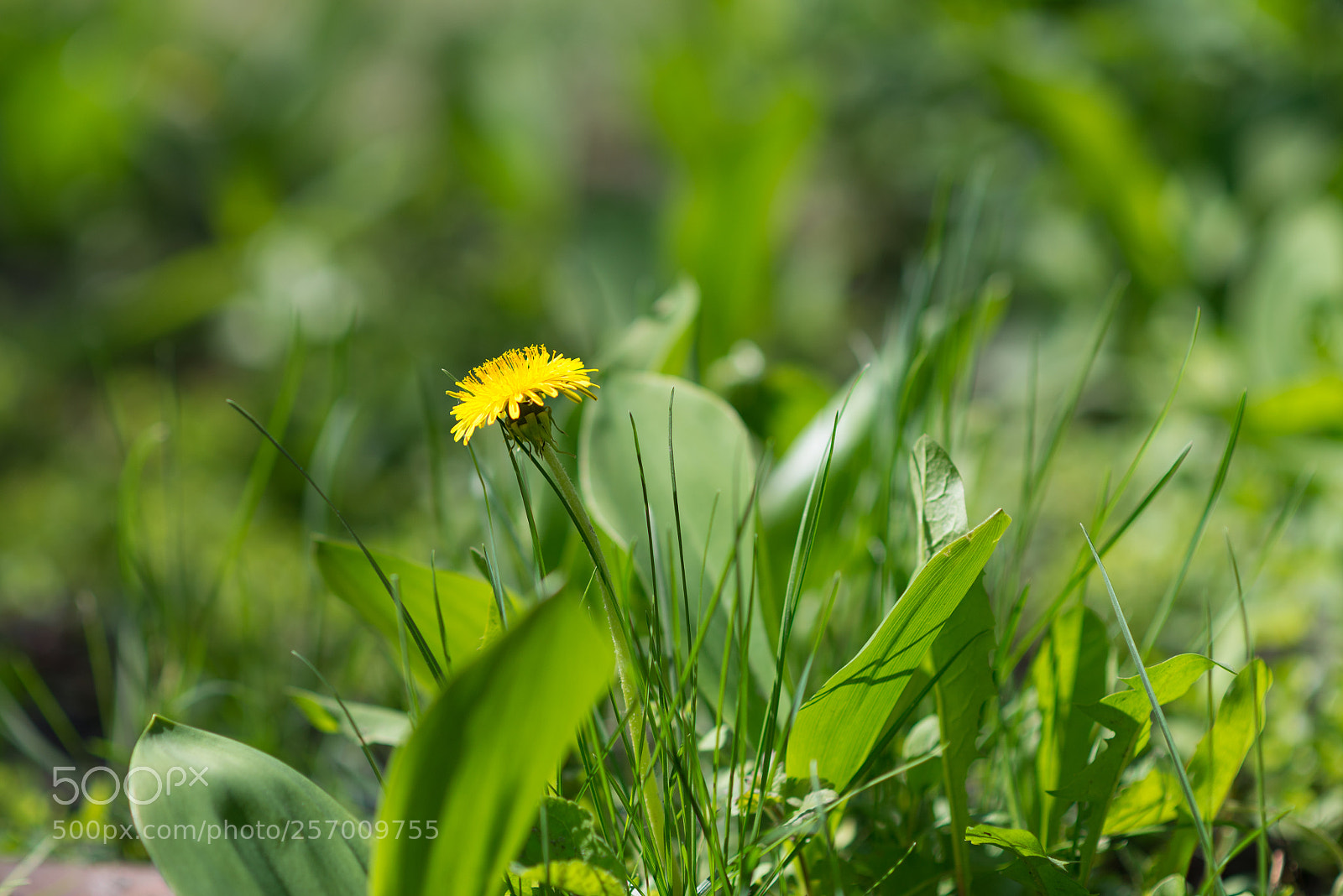 Nikon D610 sample photo. красота на даче photography