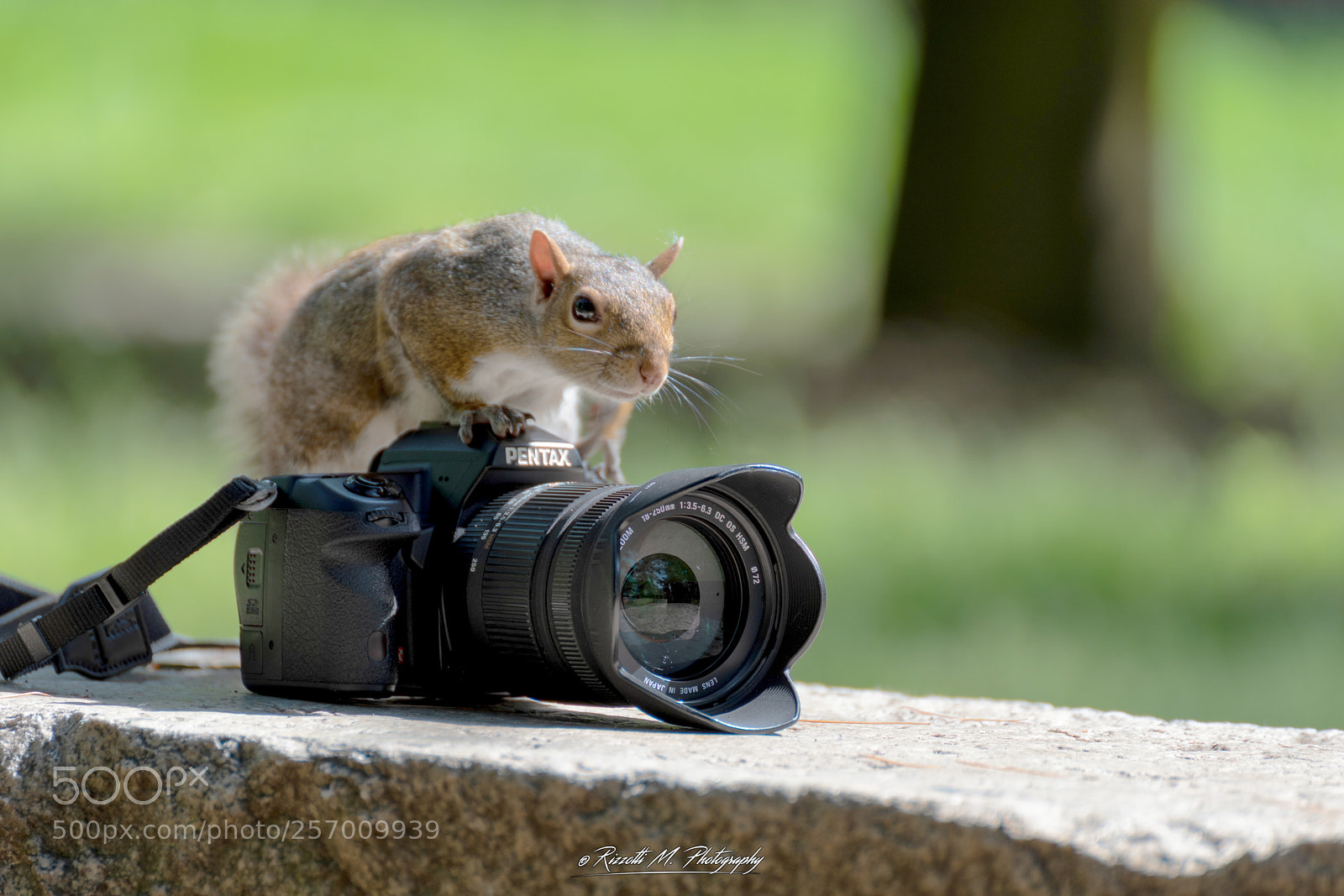 Nikon D750 sample photo. Scoiattolo fotografo photography