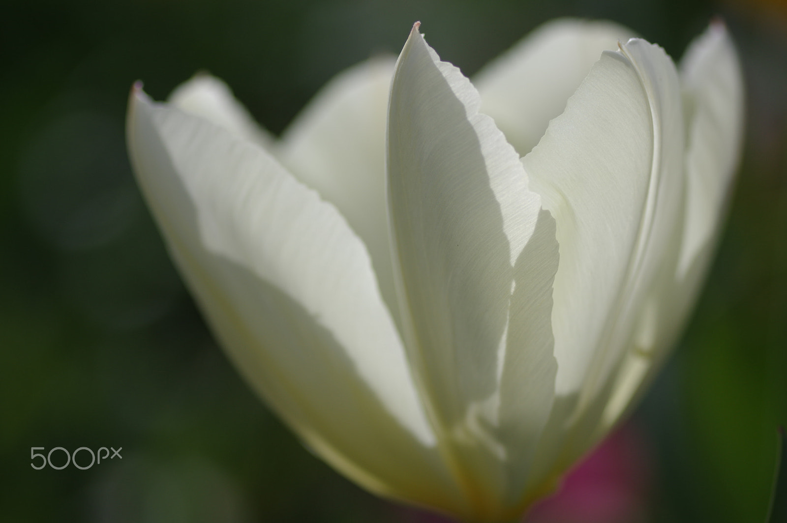 Pentax smc D-FA 100mm F2.8 Macro WR sample photo. Shadows and light photography